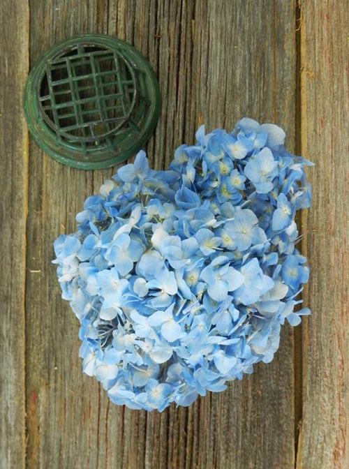 BLUE HYDRANGEAS